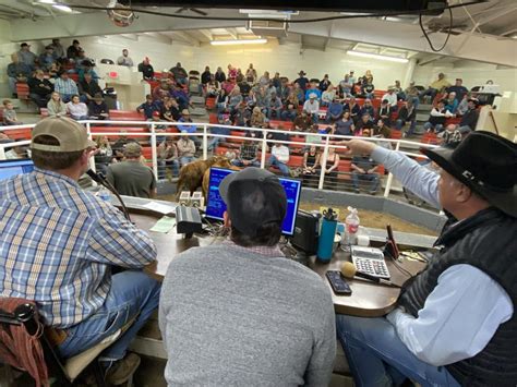 centennial livestock auction|colorado livestock market report.